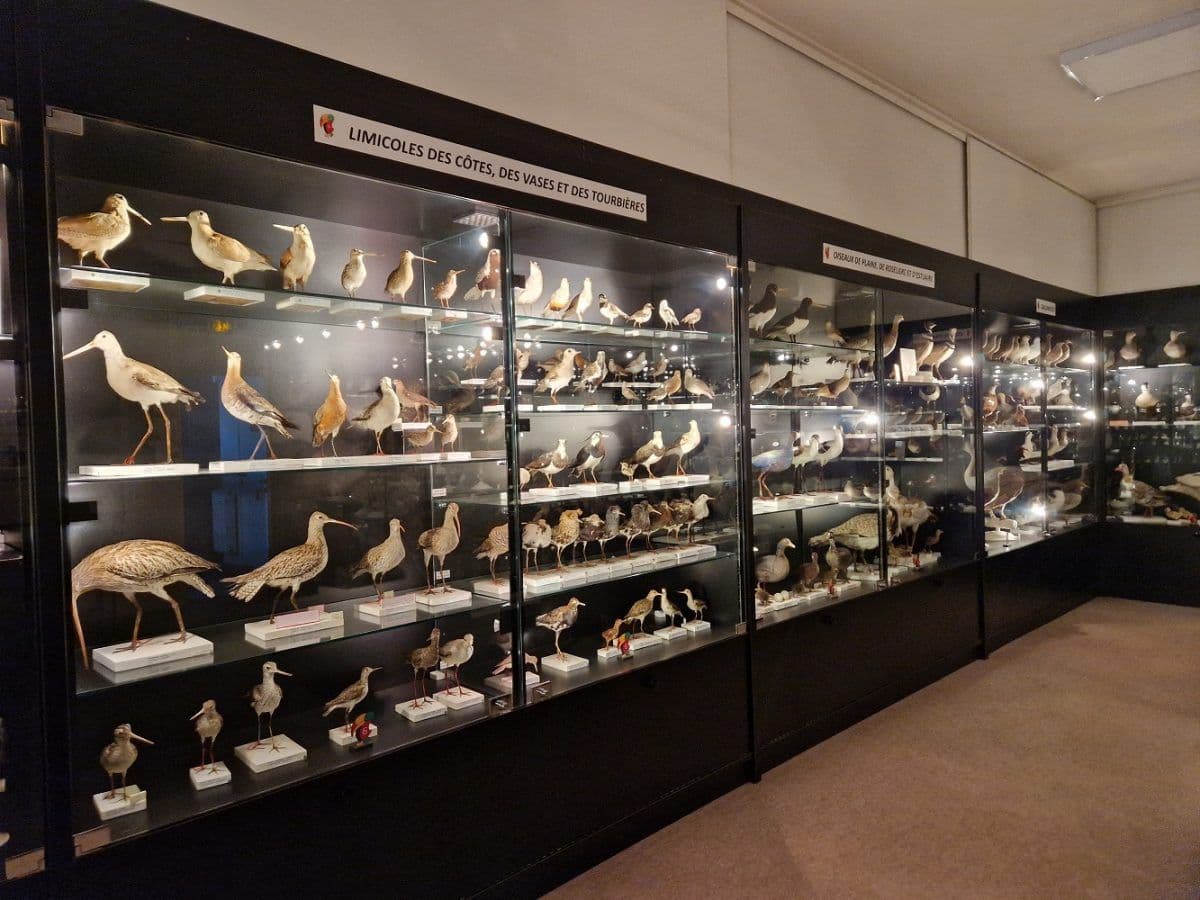 Musée ornithologique Charles-Payraudeau