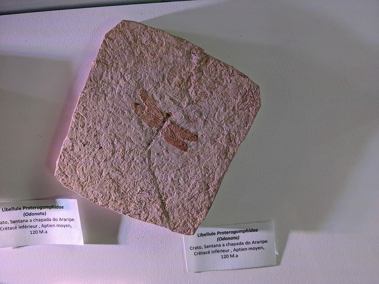 Muséum de l'Ardèche