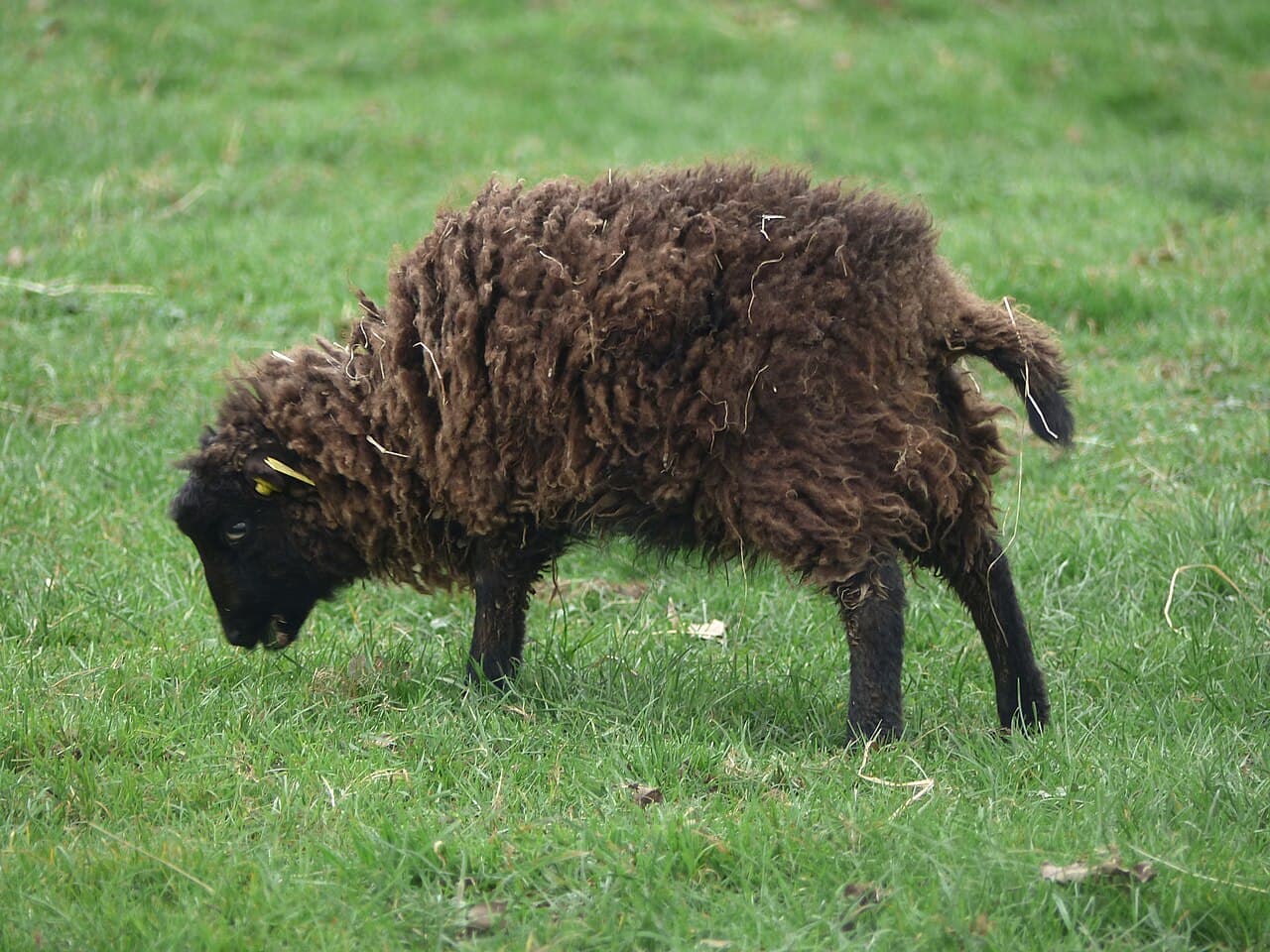 Écomusée d'Ouessant