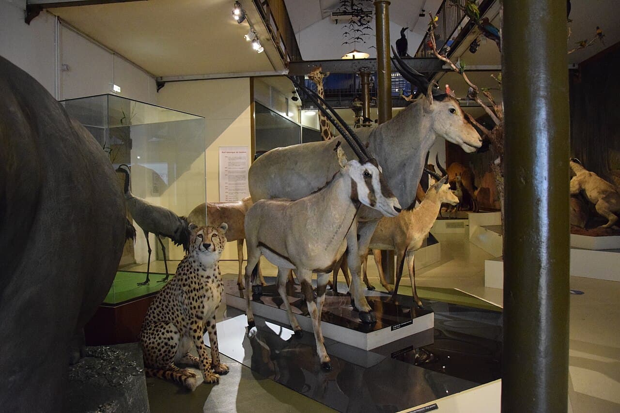 Muséum d'Histoire Naturelle