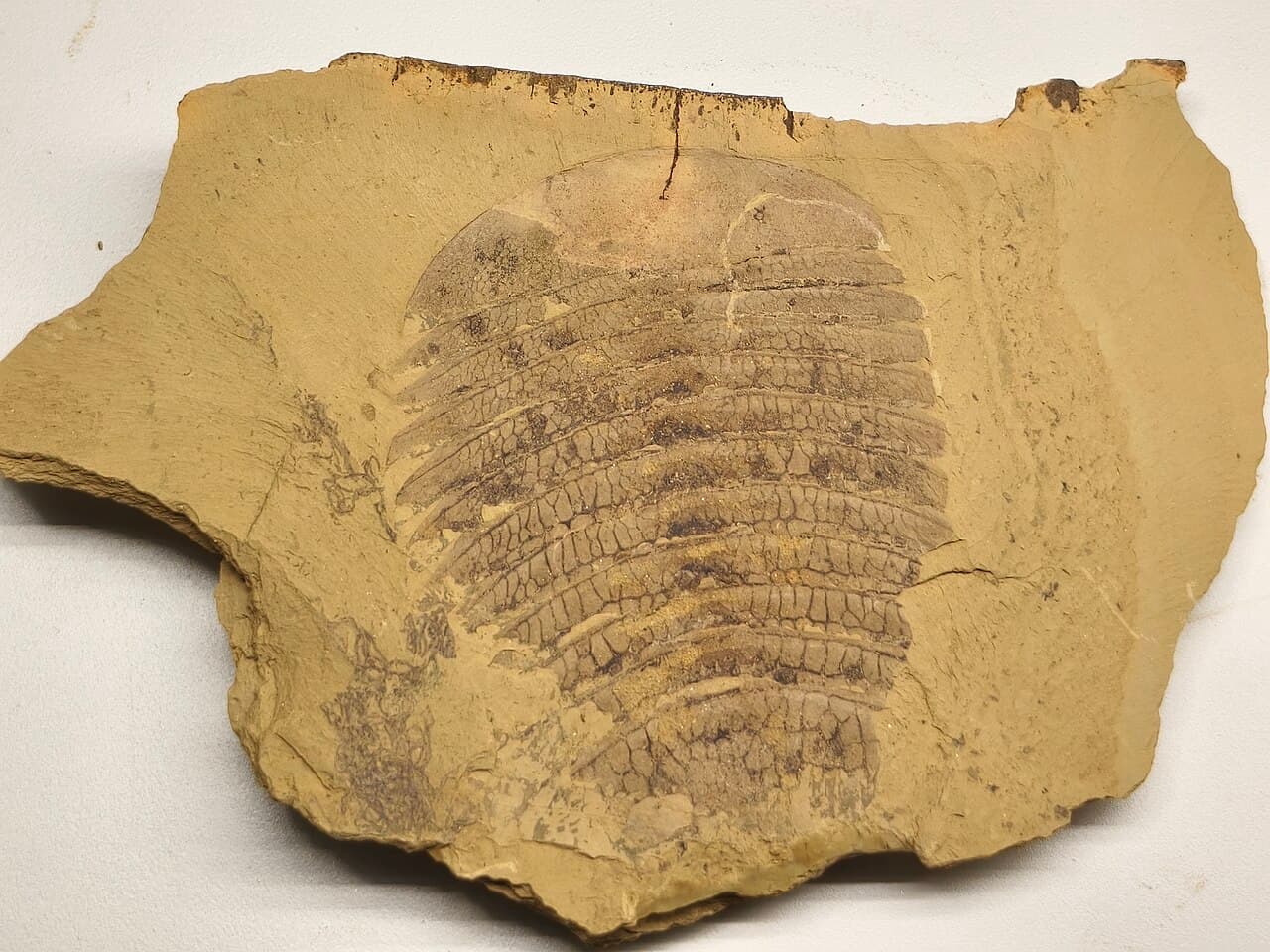 Site fossilifère de Chengjiang