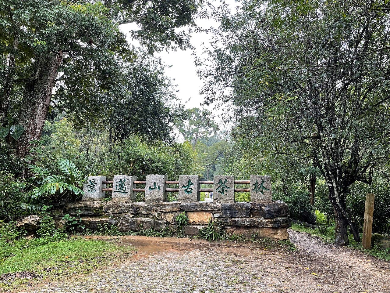 Paysage culturel des forêts anciennes de théiers de la montagne Jingmai à Pu’er