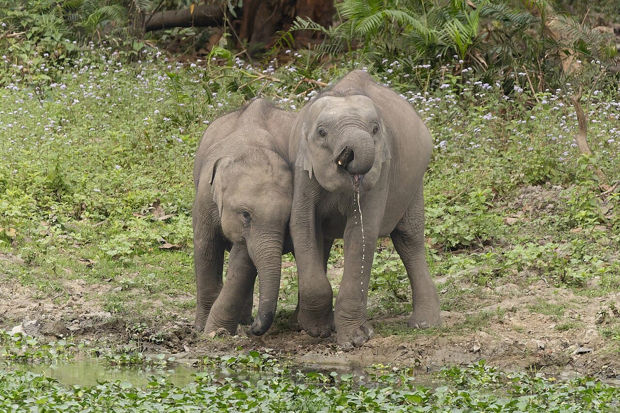 Parc national de Kaziranga