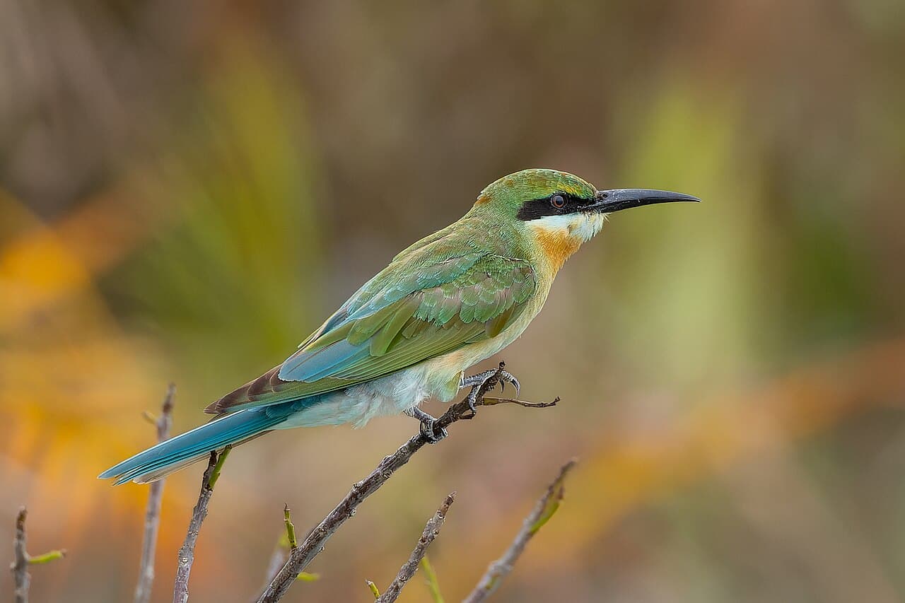 Parc national des Sundarbans
