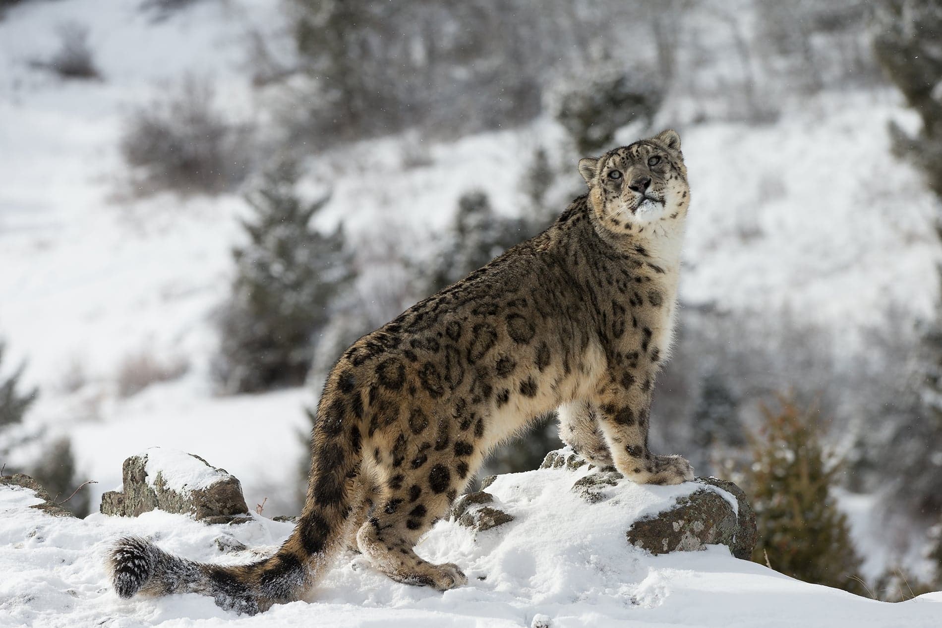 Aire de conservation du Parc national du Grand Himalaya