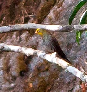 Parc national de Khangchendzonga