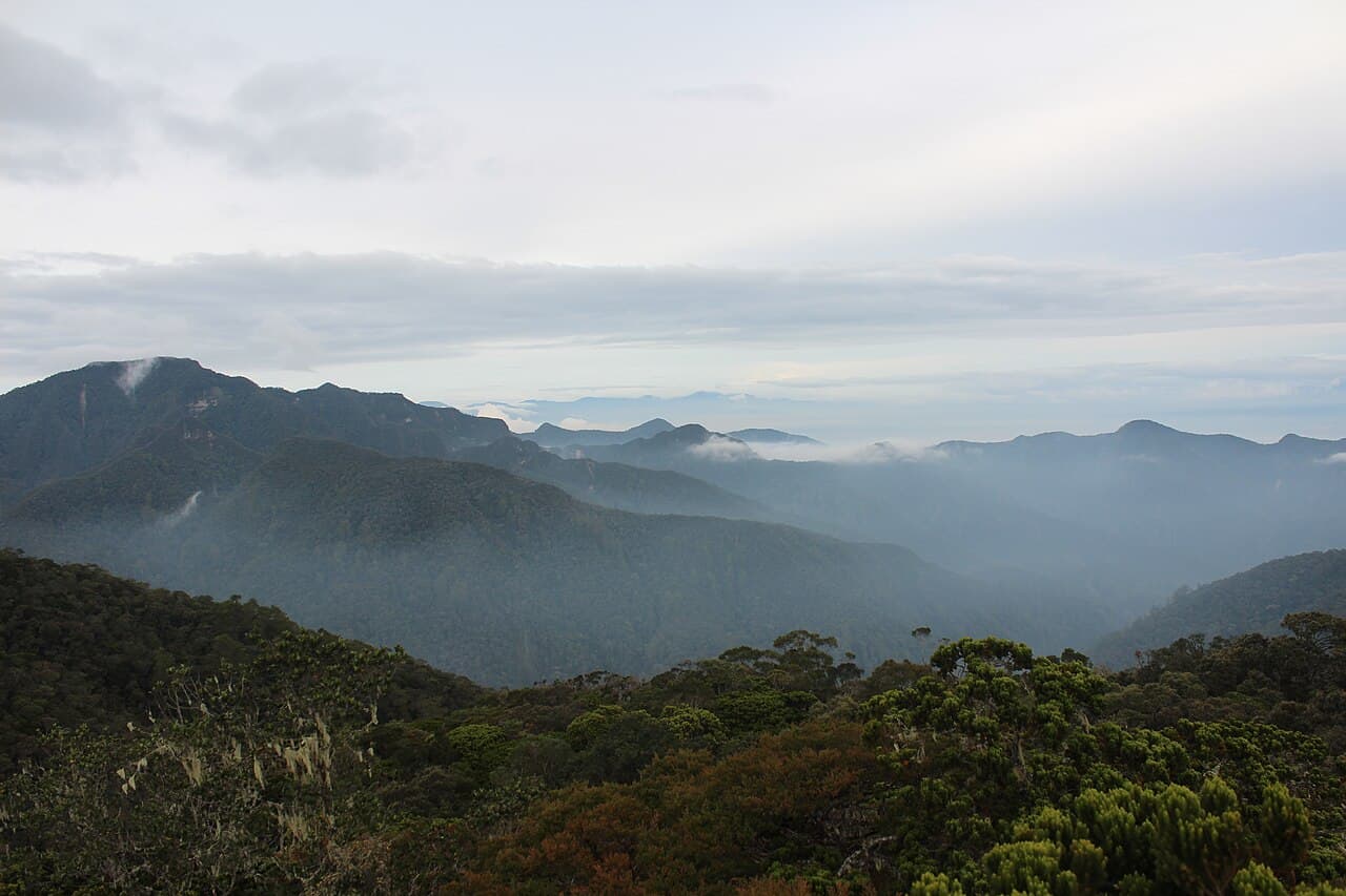 Patrimoine des forêts tropicales ombrophiles de Sumatra
