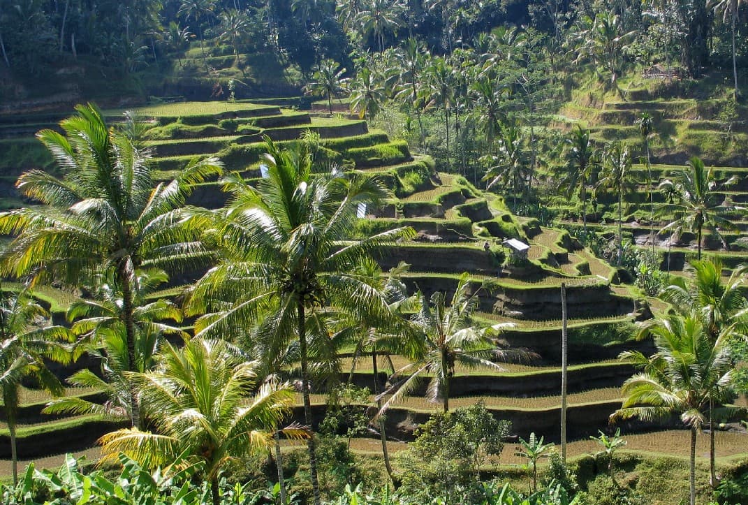 Paysage culturel de la province de Bali : le système des subak en tant que manifestation de la philosophie du Tri Hita Karana