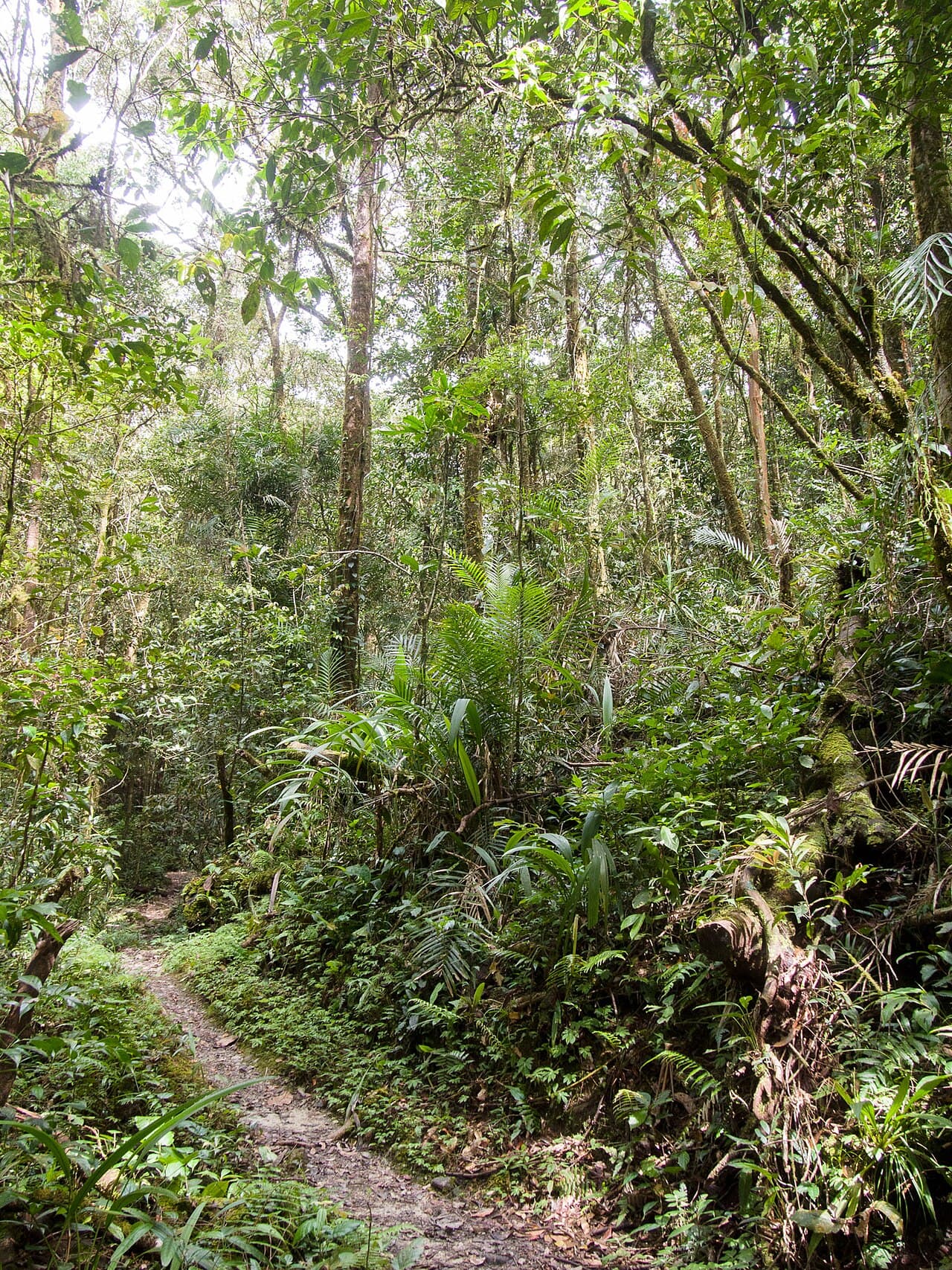 Parc du Kinabalu