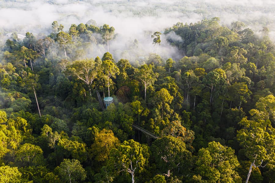Parc forestier de l’Institut de recherche forestière de Malaisie au Selangor