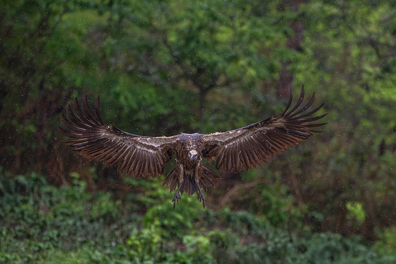 Parc national de Chitwan