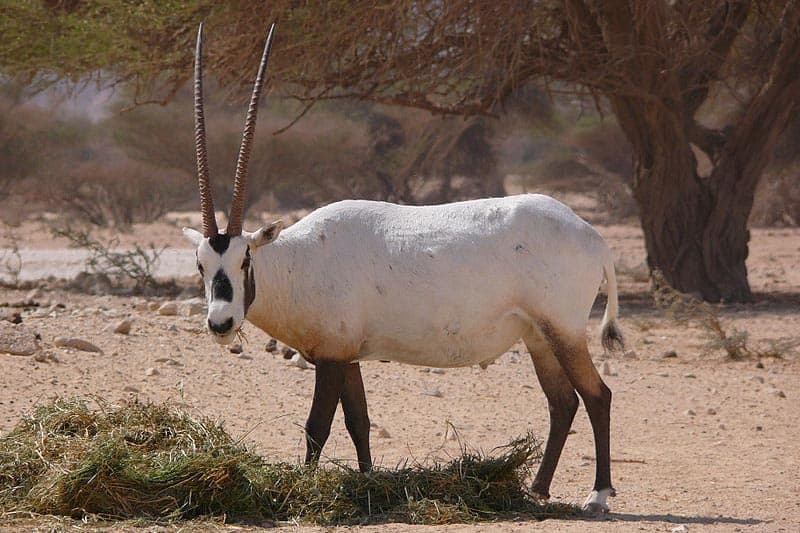 Sanctuaire de l'oryx arabe retiré de la liste en