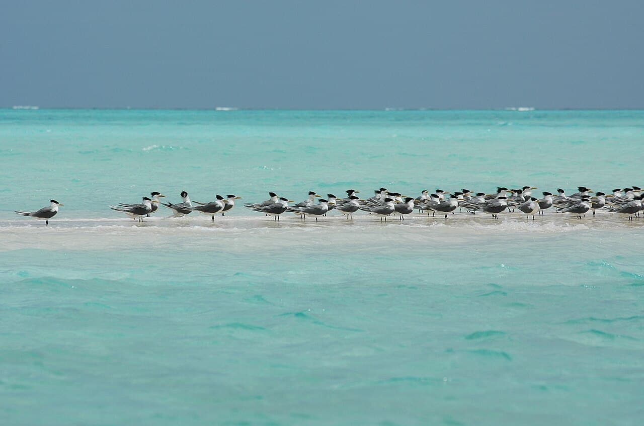 Parc naturel du récif de Tubbataha