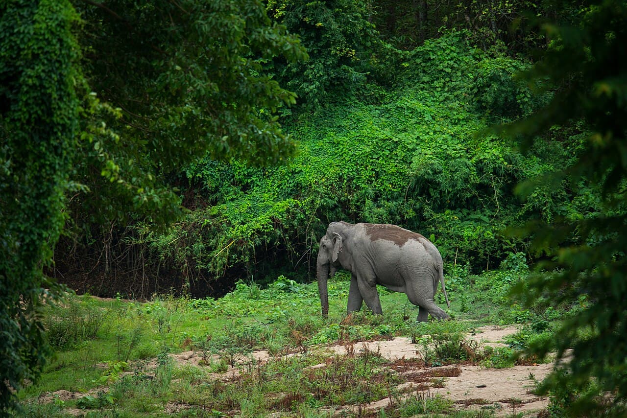 Sanctuaires de faune de Thung Yai-Huai Kha Khaeng