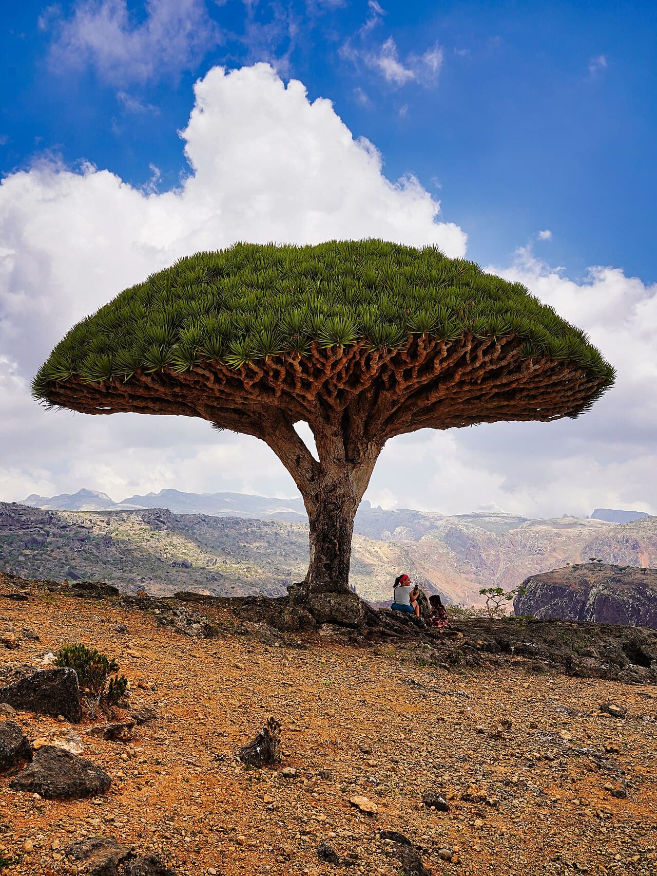 Archipel de Socotra