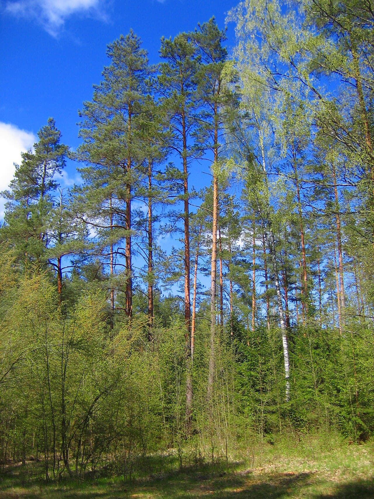 Forêt Bialowieza