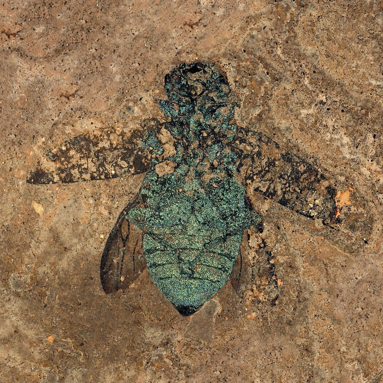 Site fossilifère de Messel