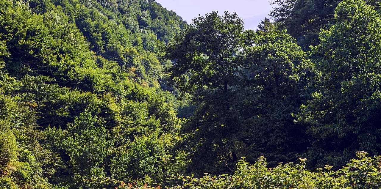 Forêts hyrcaniennes