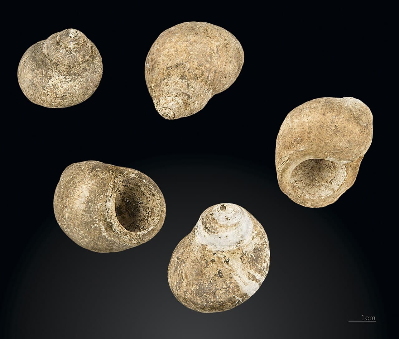 Grotte d’Altamira et art rupestre paléolithique du nord de l’Espagne