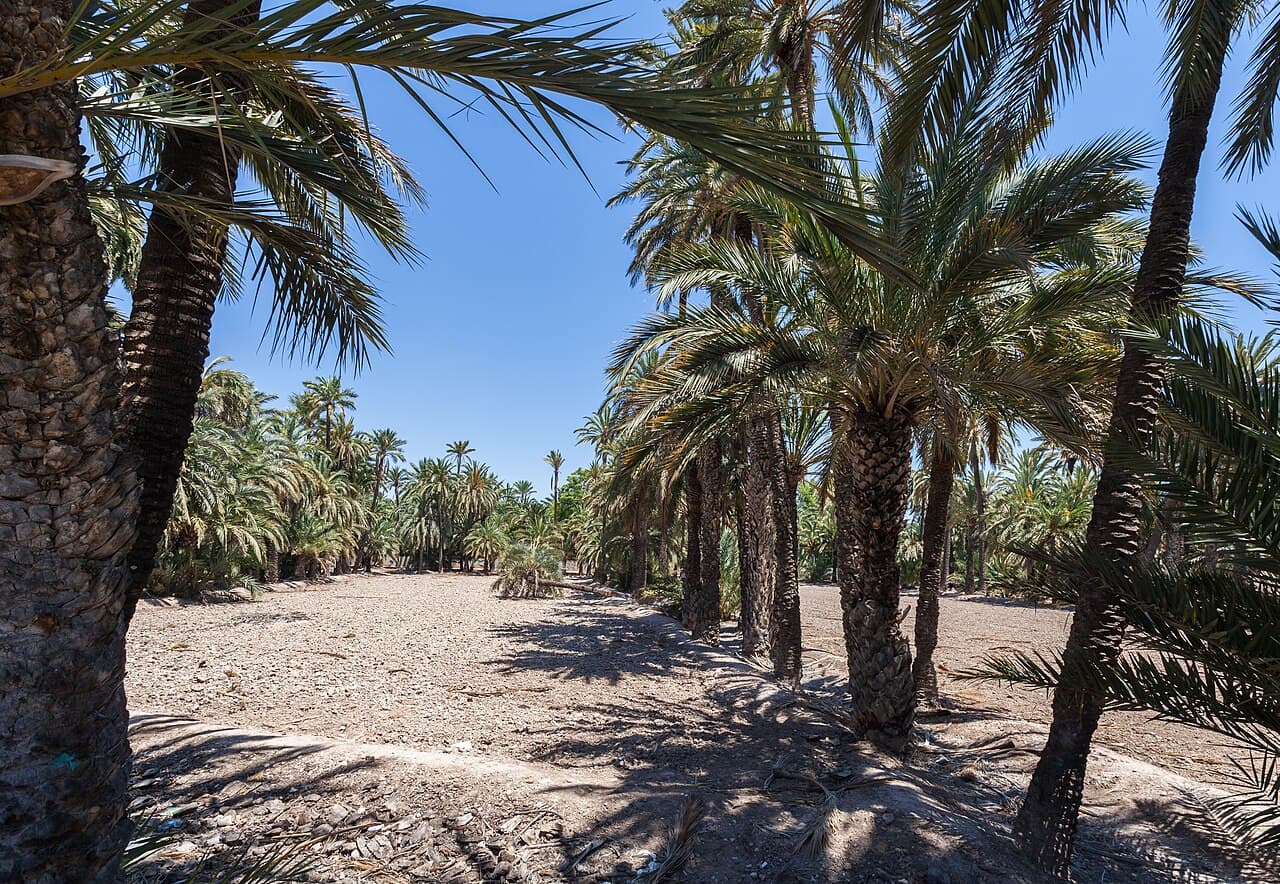 Palmeraie d’Elche