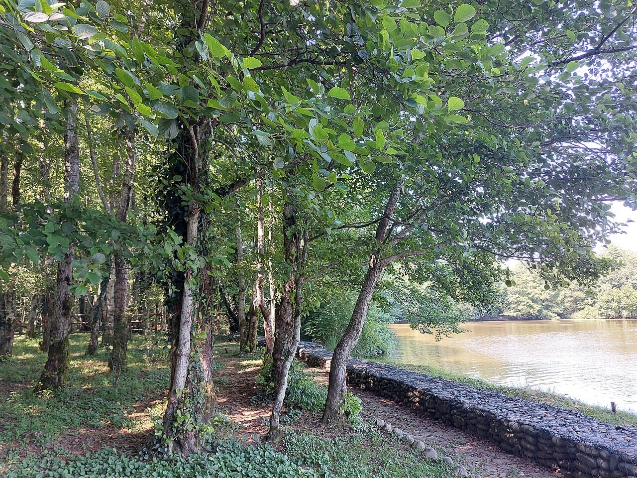Forêts pluviales et zones humides de Colchide