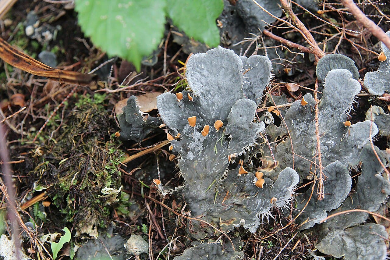Forêt Laurifère de Madère
