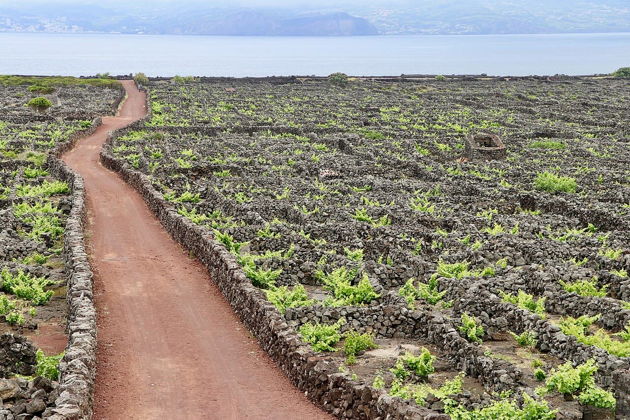 Paysage viticole de l’île du Pico