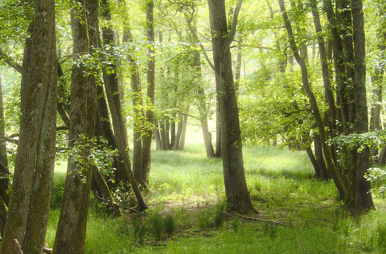 Forêts primaires et anciennes de hêtres des Carpates et d'autres régions d'Europe