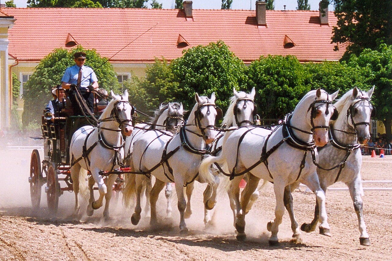 Paysage d’élevage et de dressage de chevaux d’attelage cérémoniels à Kladruby nad Labem