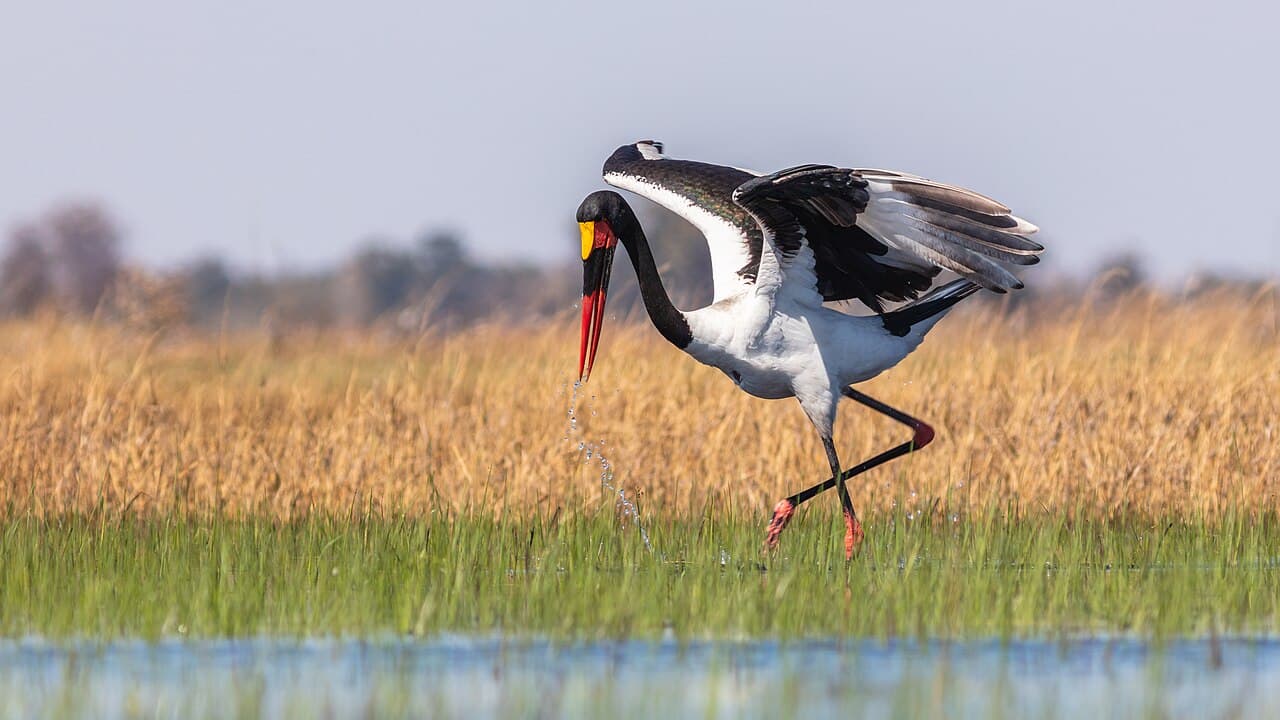 Delta de l’Okavango