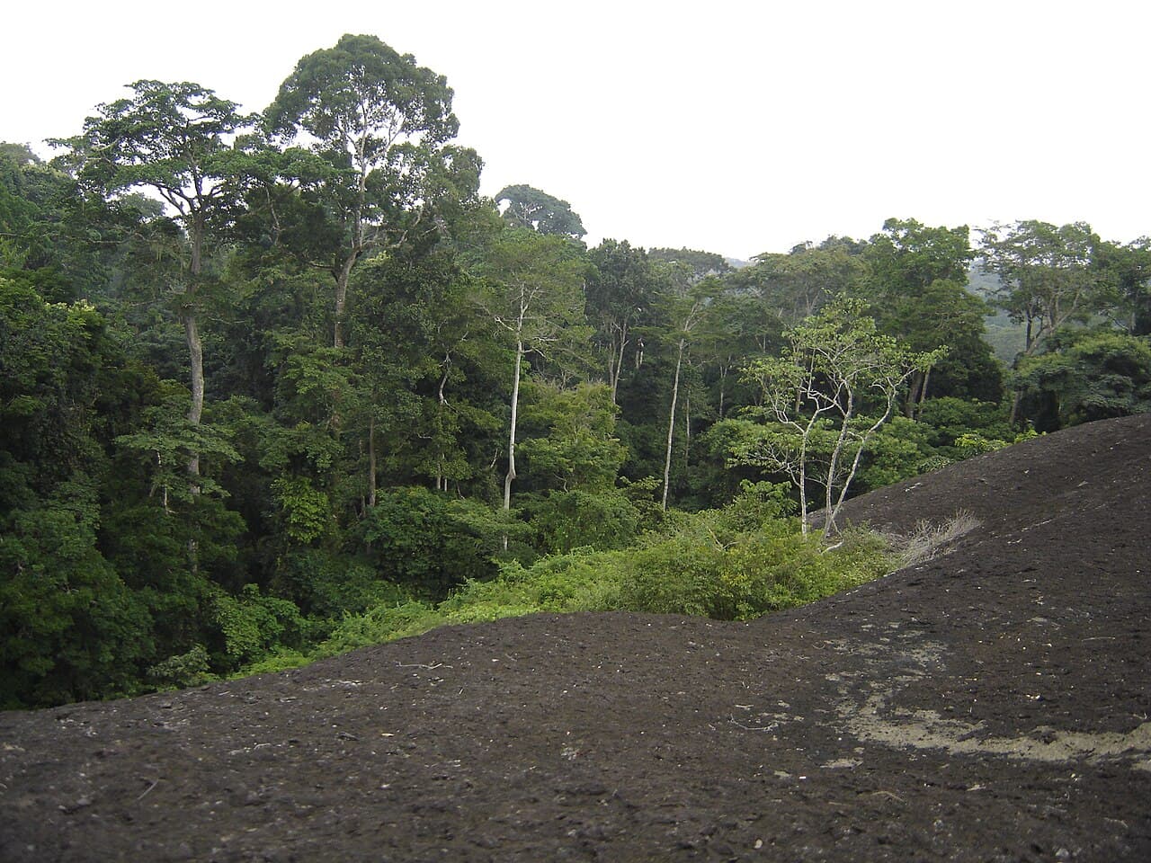 Réserve de faune du Dja