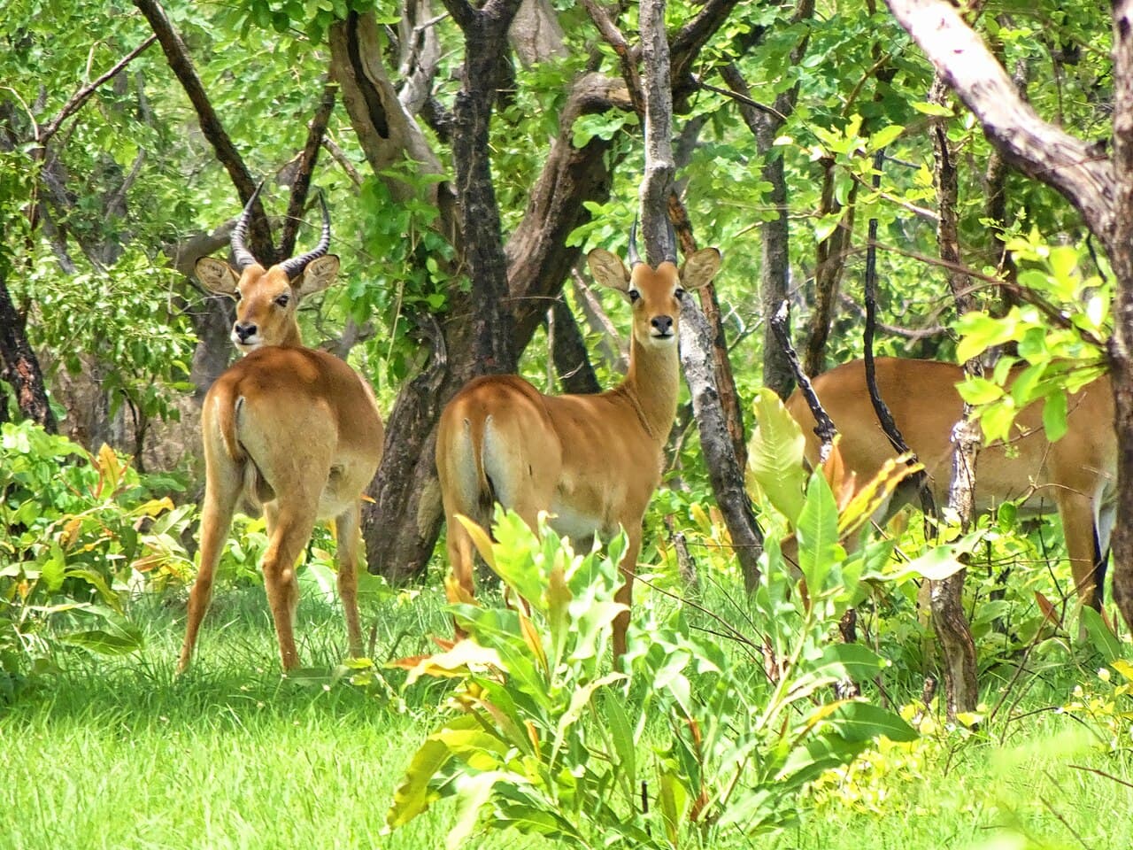 Parc national de la Comoé