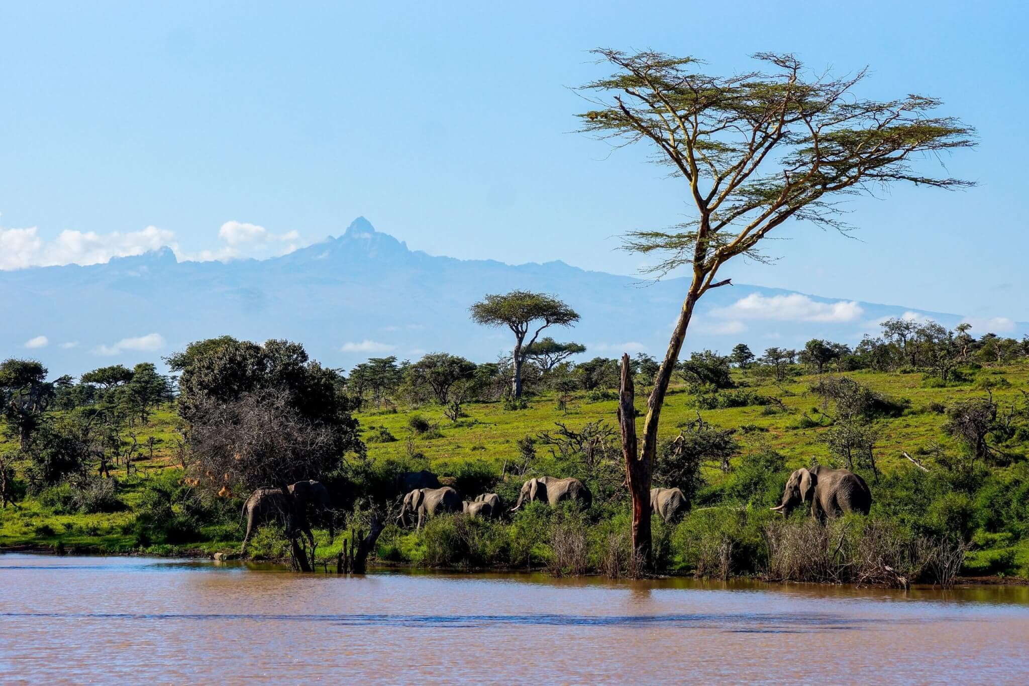 Parc national/Forêt naturelle du mont Kenya