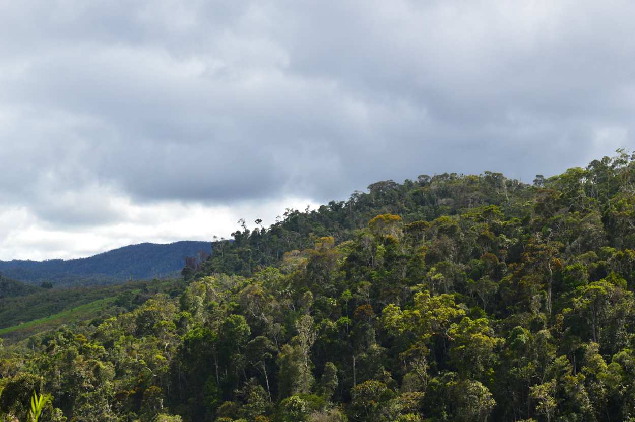 Forêts humides de l’Atsinanana