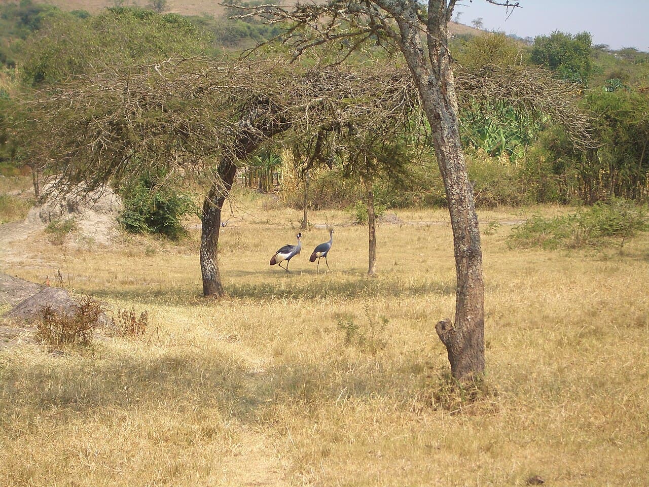 Forêt impénétrable de Bwindi