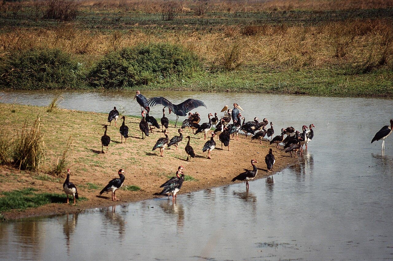 Parc national du Manovo-Gounda St Floris
