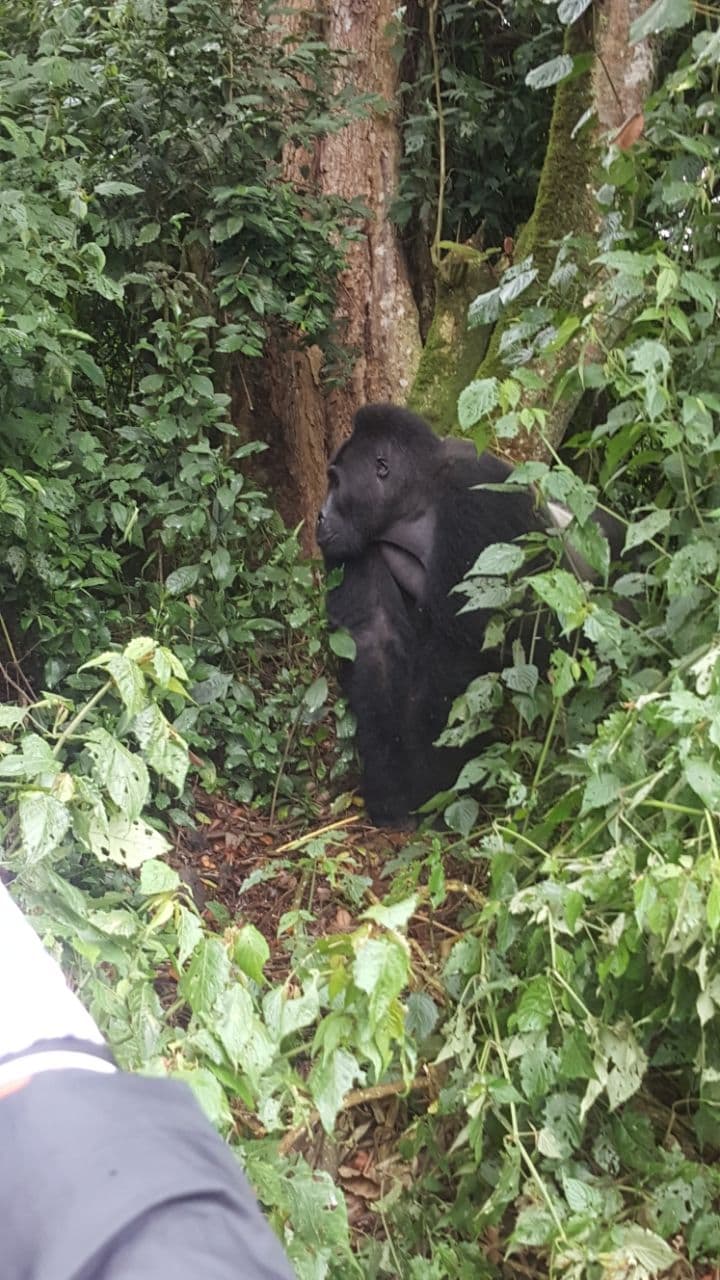 Parc national de Kahuzi-Biega