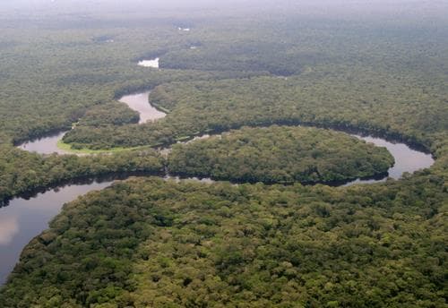 Parc national de la Salonga