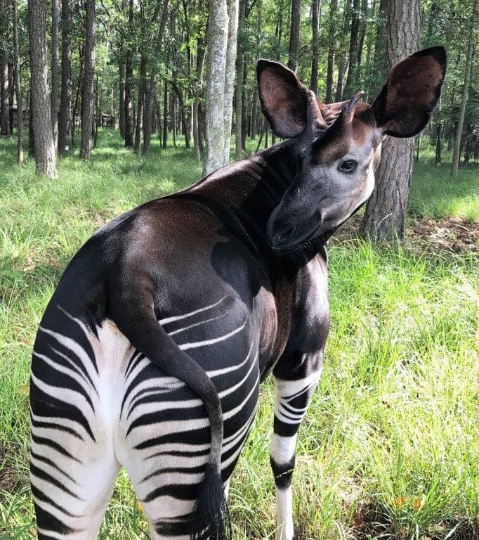 Réserve de faune à okapis
