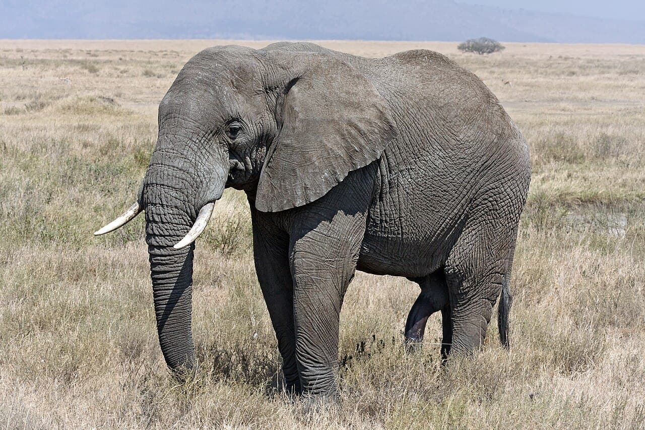 Parc national de Serengeti