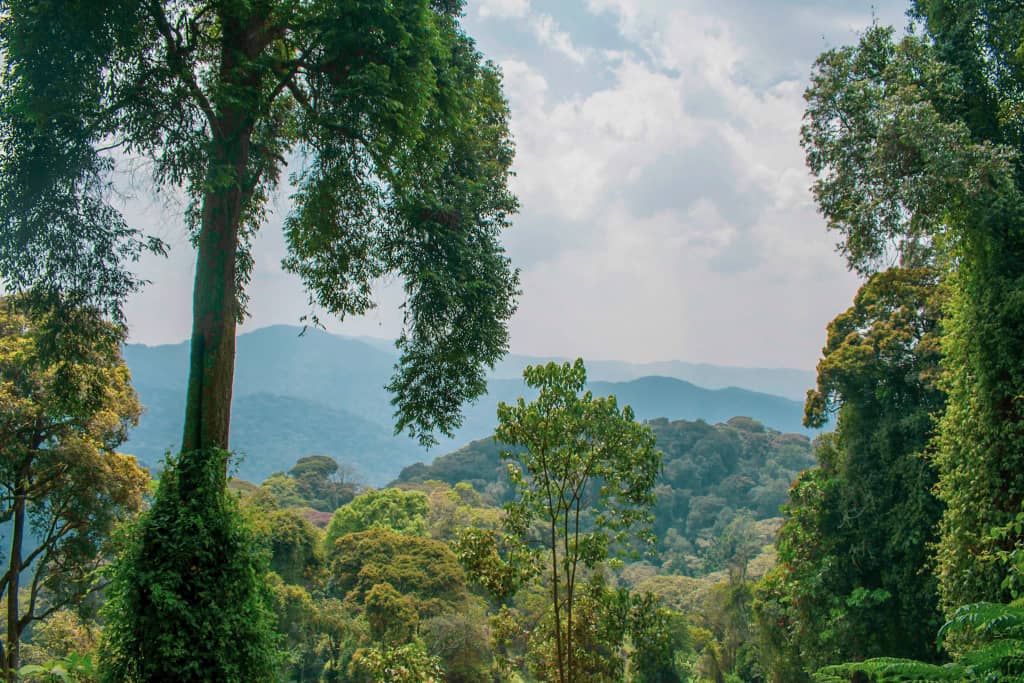 Parc national de Nyungwe