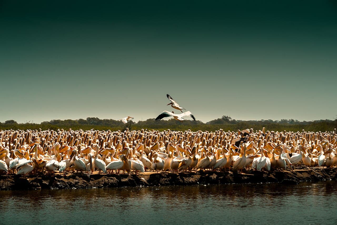 Parc national des oiseaux du Djoudj