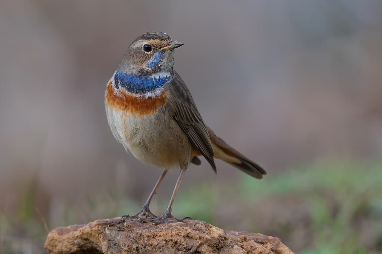 Parc national de l'Ichkeul