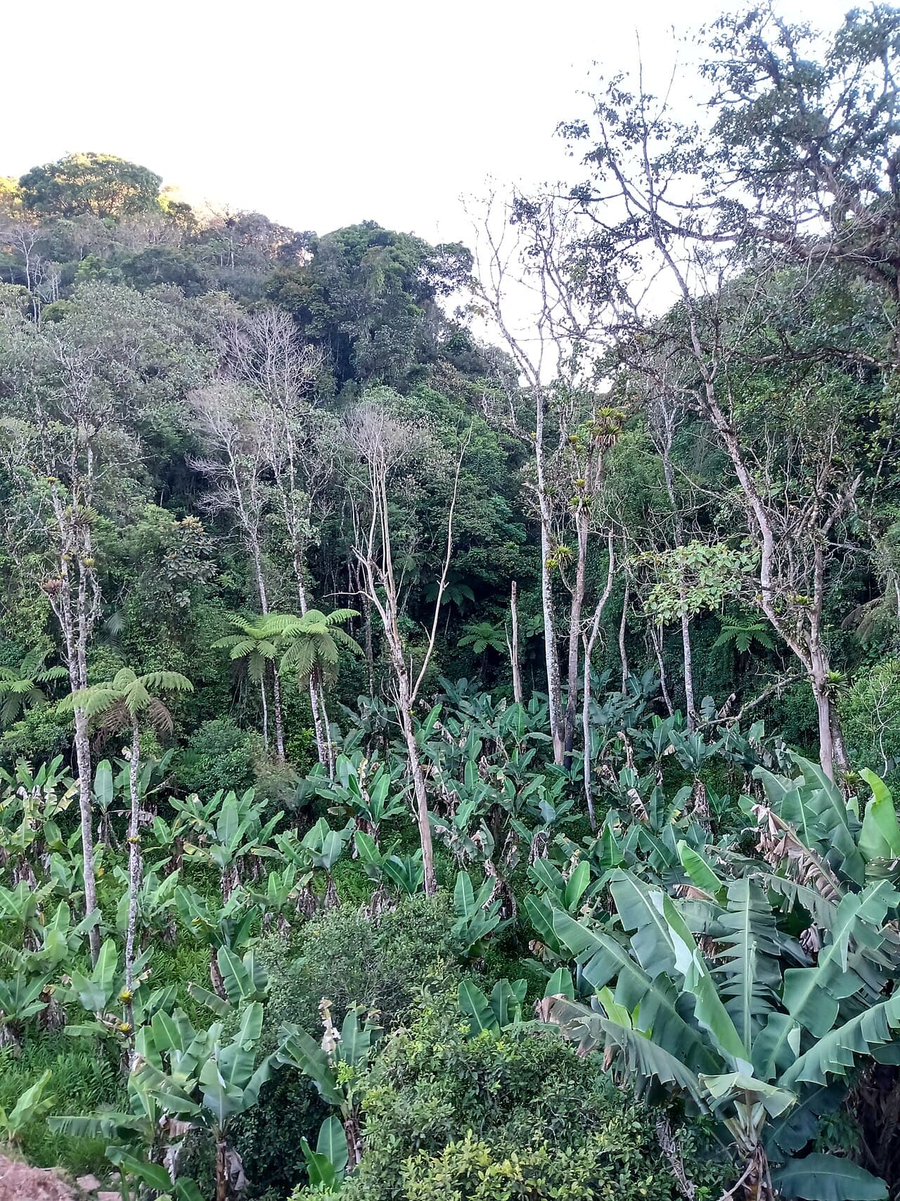 Forêt atlantique – Réserves du sud-est