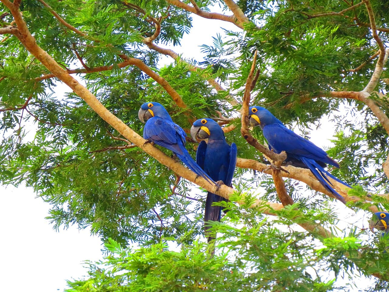 Aire de conservation du Pantanal