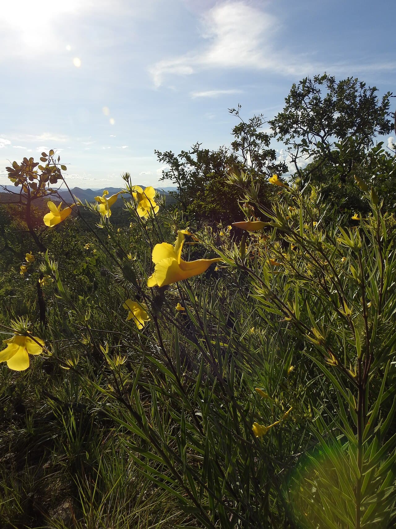 Aires protégées du Cerrado : Parcs nationaux Chapada dos Veadeiros et Emas