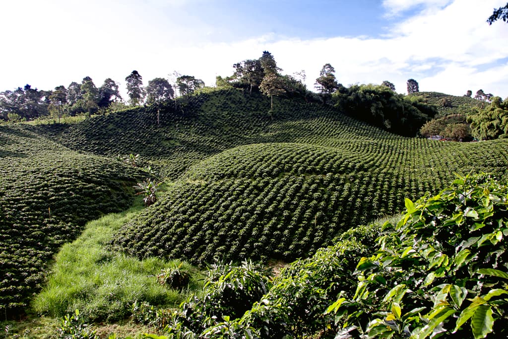 Paysage culturel du café de la Colombie