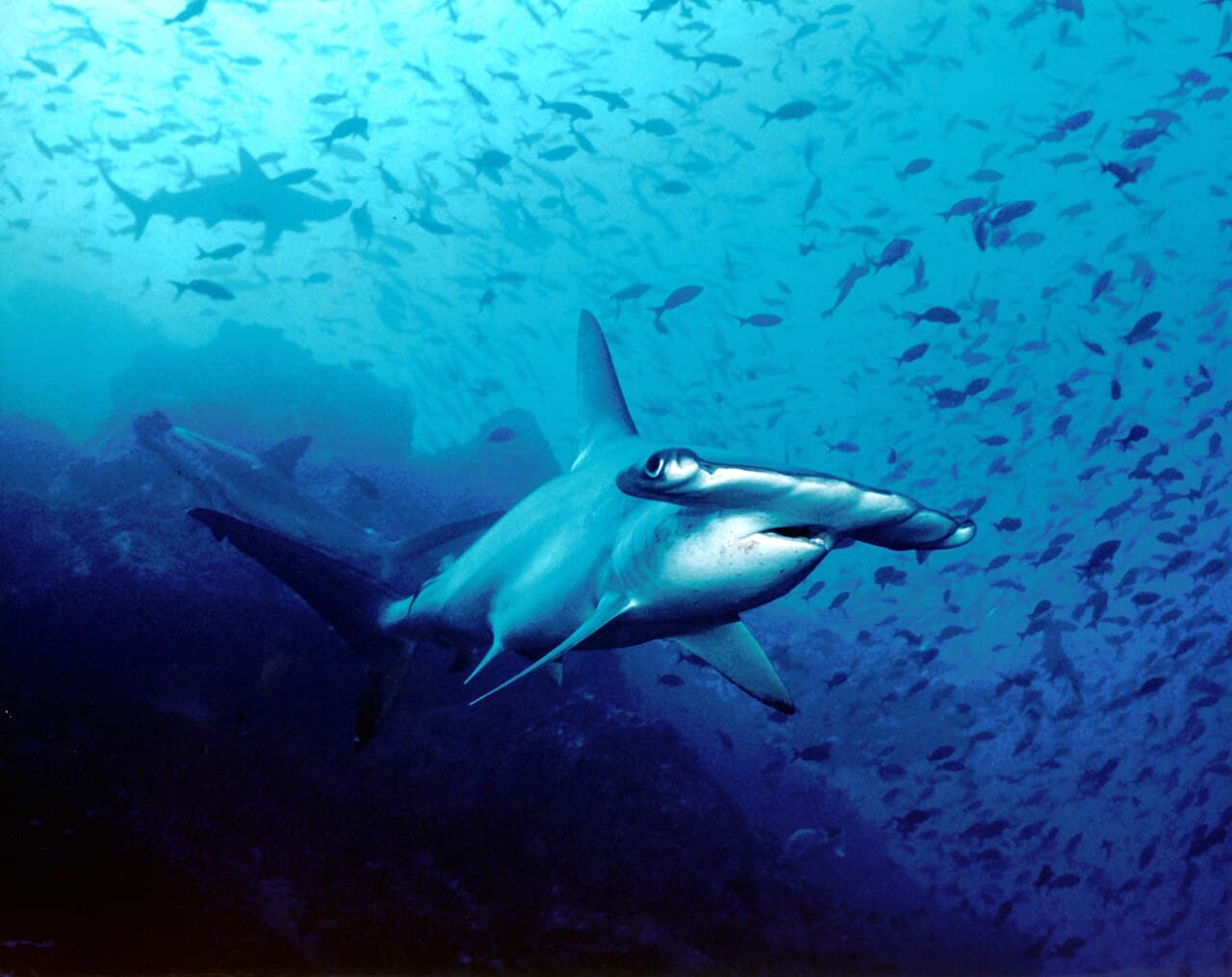 Parc national de l'île Cocos