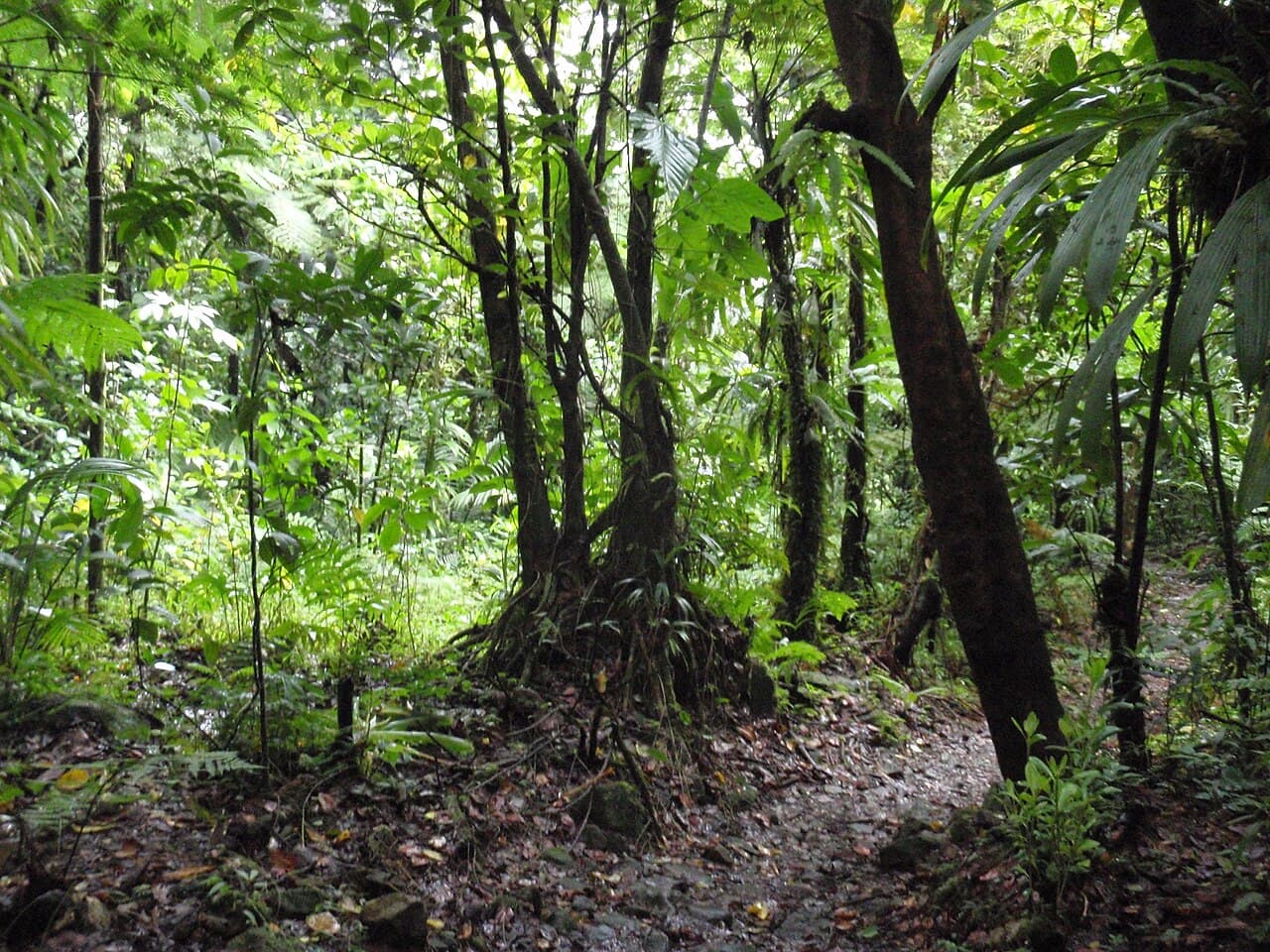 Parc national de Morne Trois Pitons