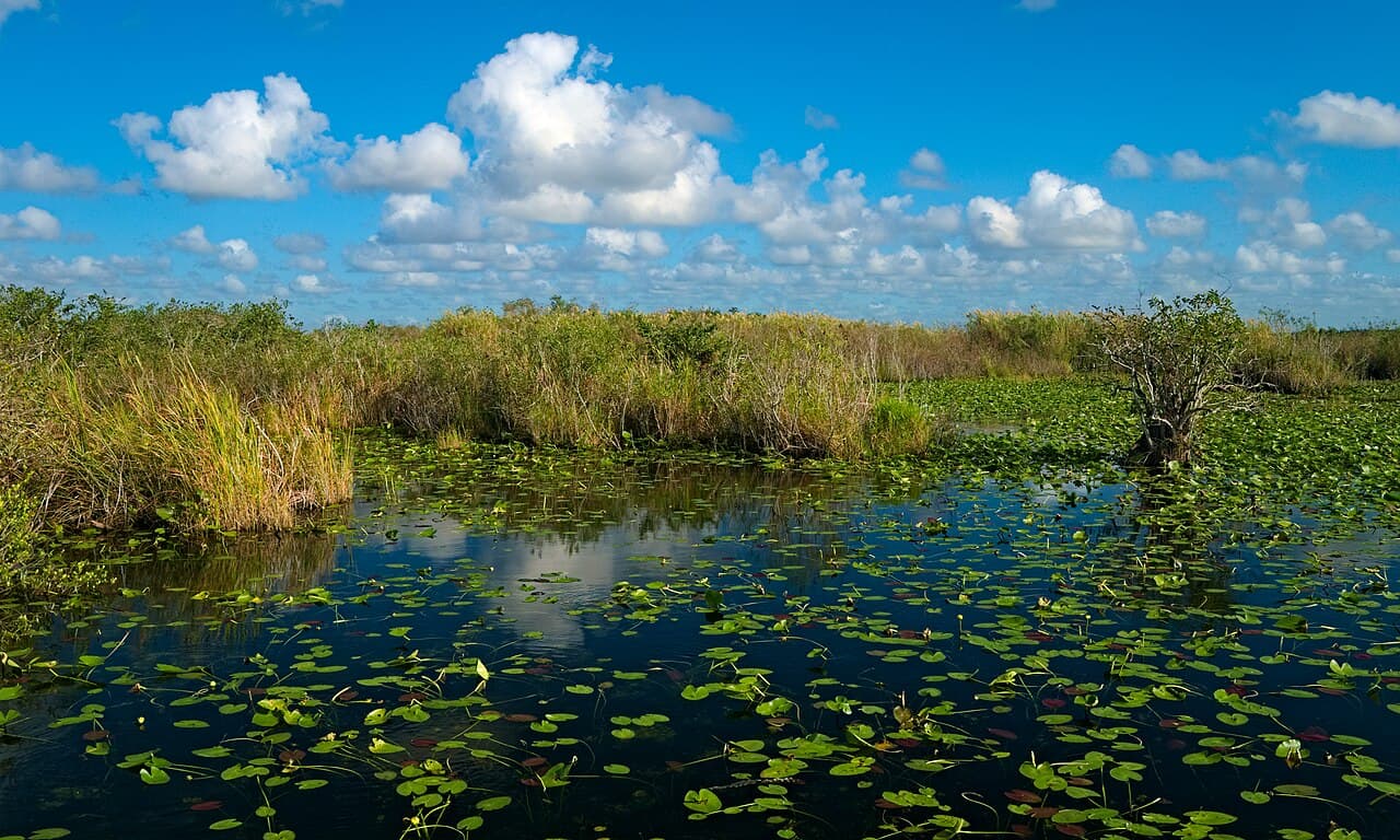 Parc national des Everglades